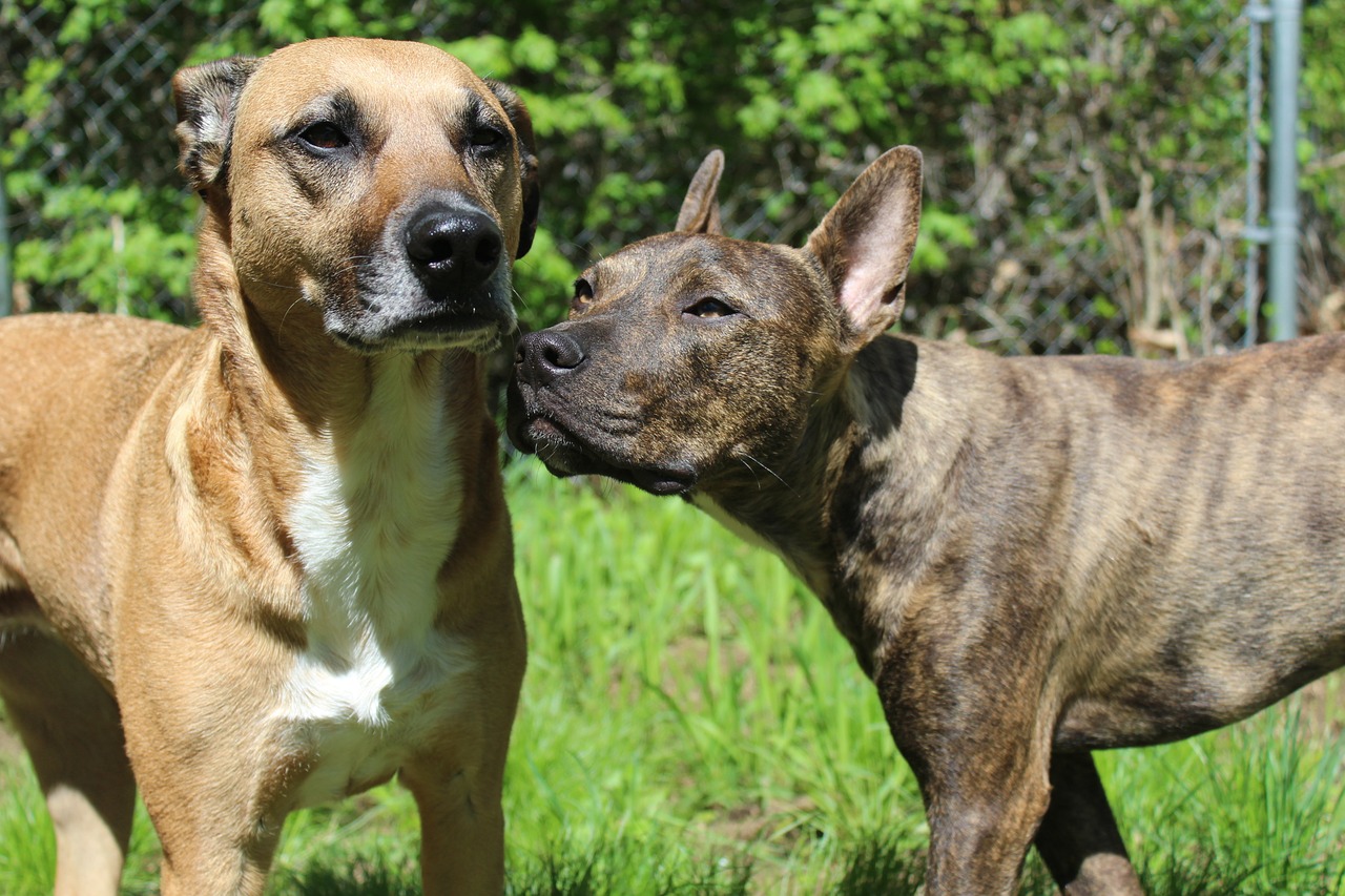 dog rescue